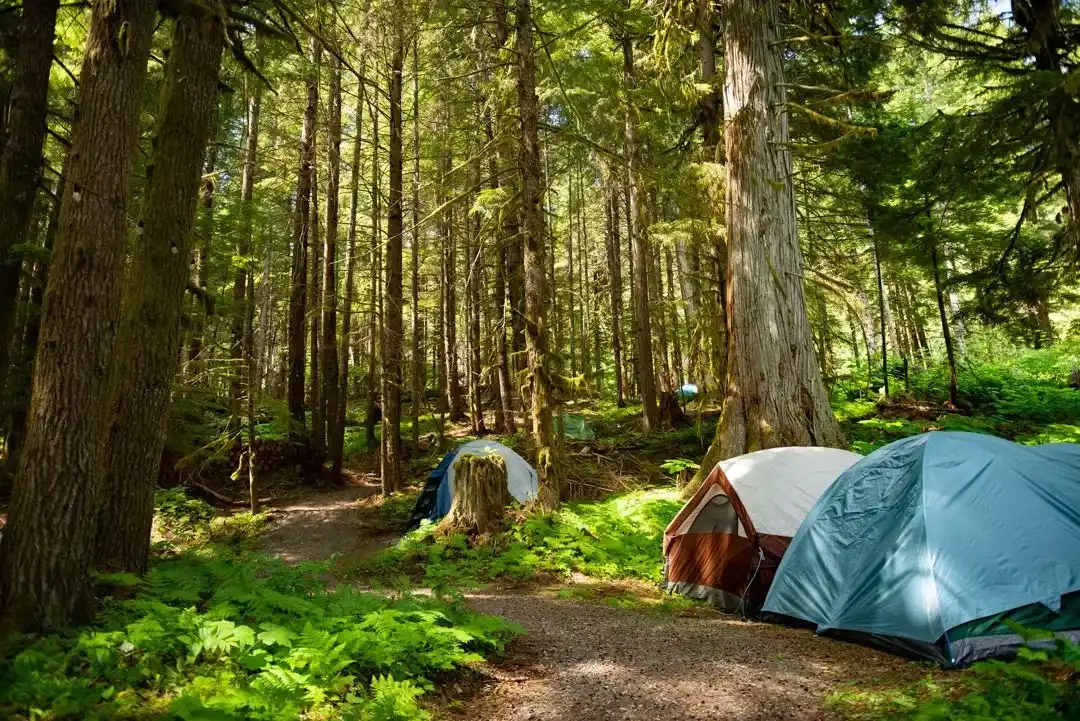 Camping at Valhalla with tents, campers, vehicles, and cabins in an old growth forest setting.