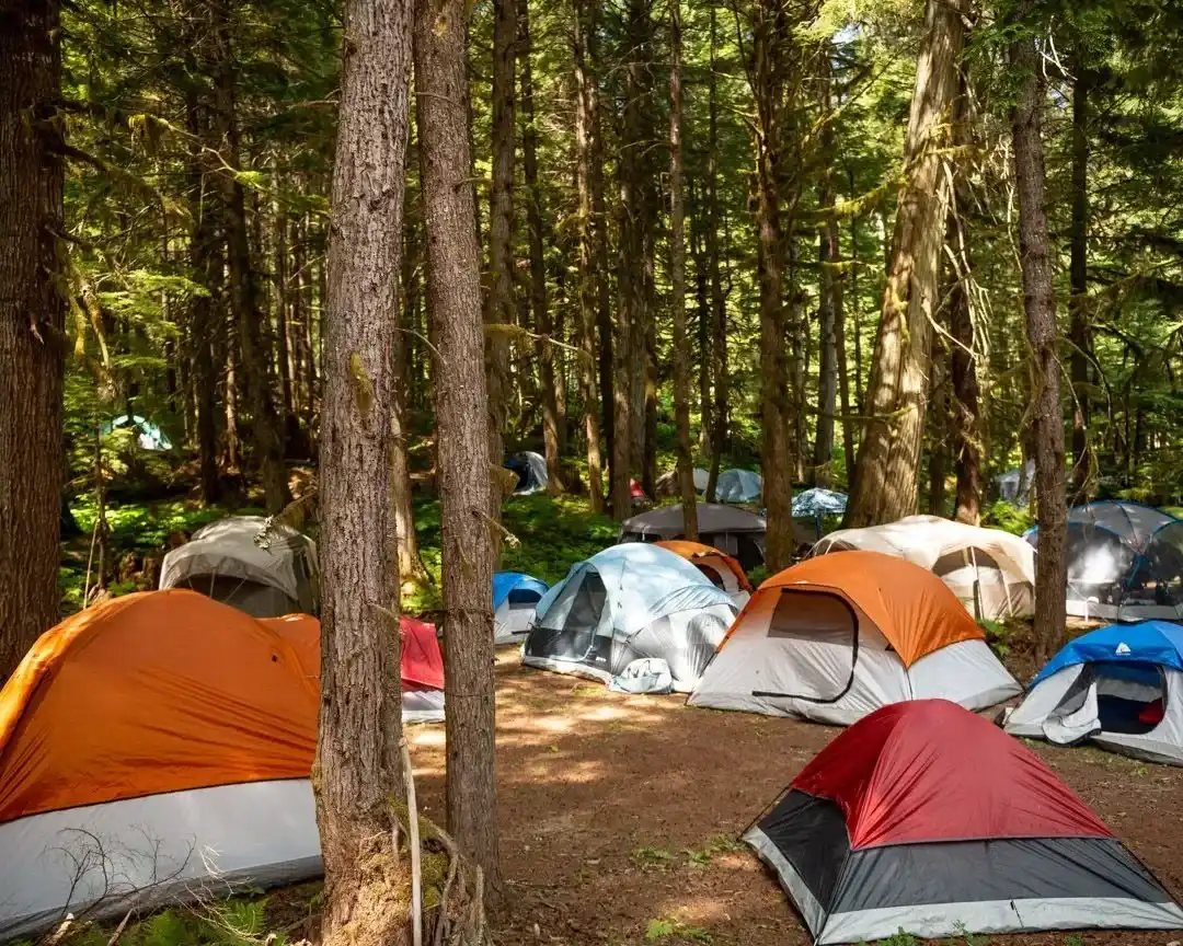 Camping at Valhalla with tents, campers, vehicles, and cabins in an old growth forest setting.