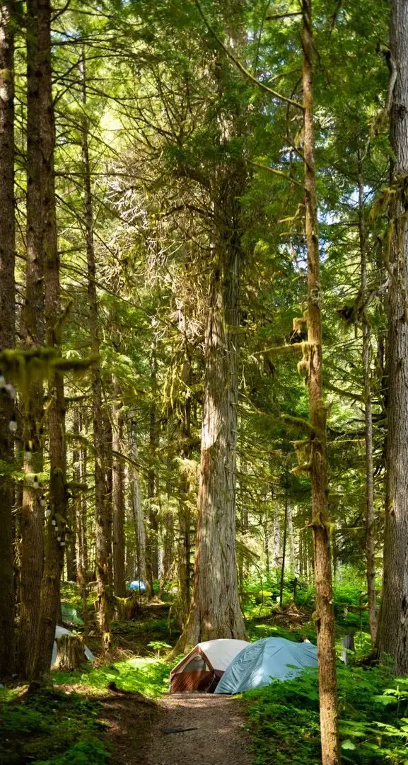 Camping at Valhalla with tents, campers, vehicles, and cabins in an old growth forest setting.