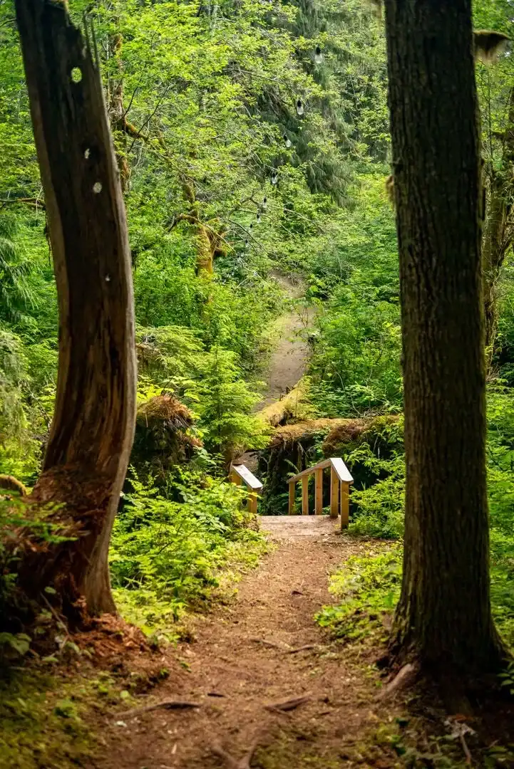 Camping at Valhalla with tents, campers, vehicles, and cabins in an old growth forest setting.