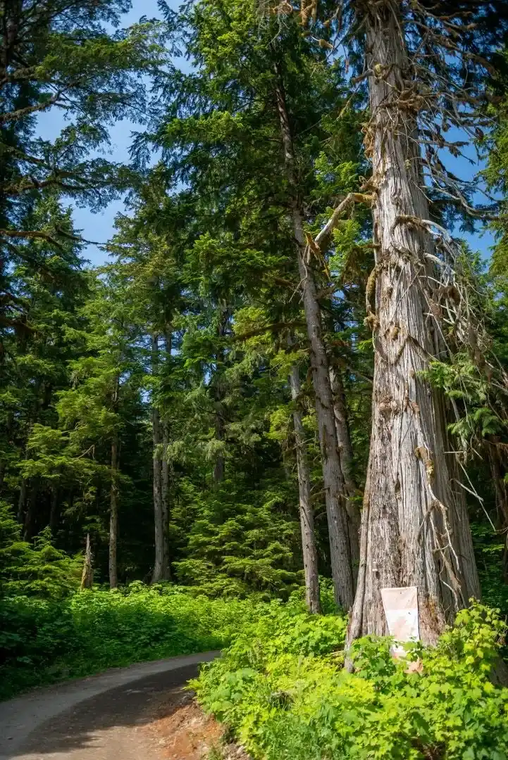 Camping at Valhalla with tents, campers, vehicles, and cabins in an old growth forest setting.