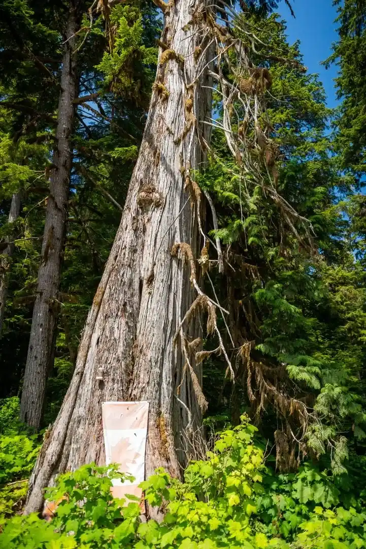 Camping at Valhalla with tents, campers, vehicles, and cabins in an old growth forest setting.