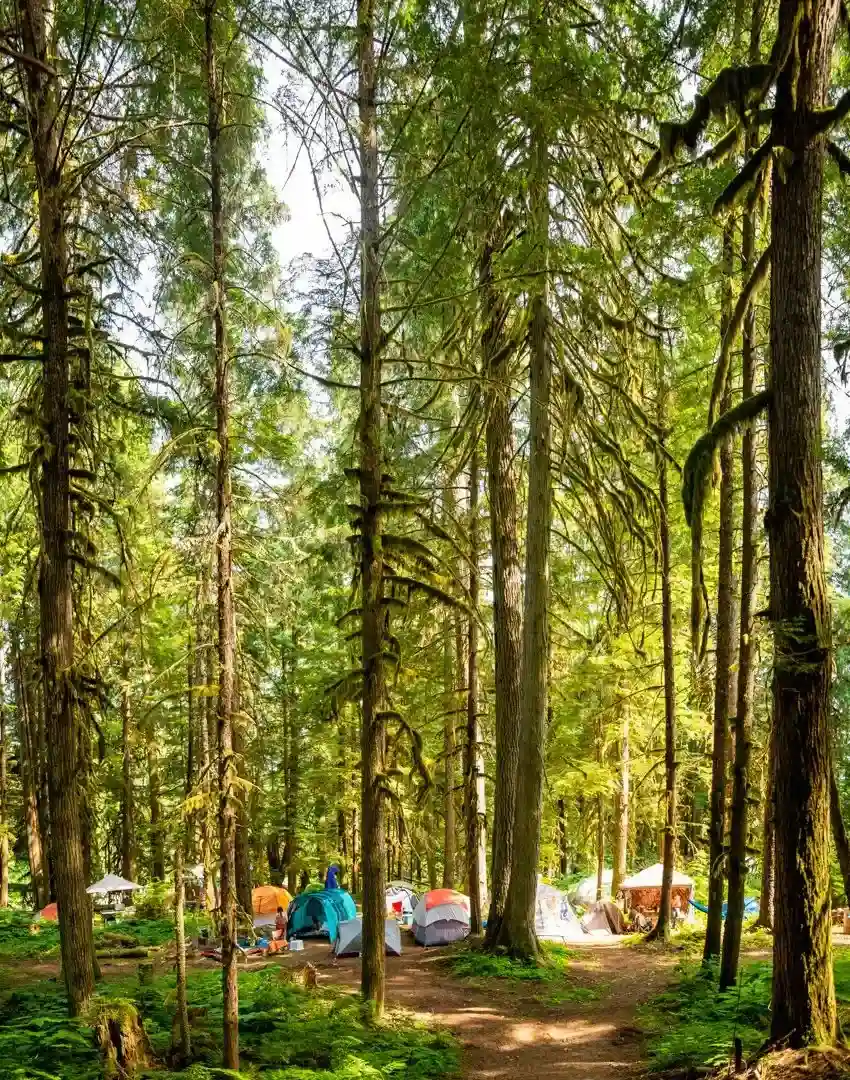 Camping at Valhalla with tents, campers, vehicles, and cabins in an old growth forest setting.