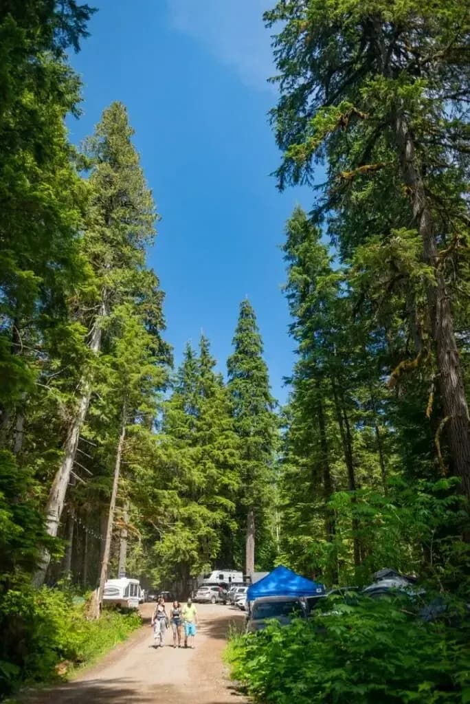 Camping at Valhalla with tents, campers, vehicles, and cabins in an old growth forest setting.