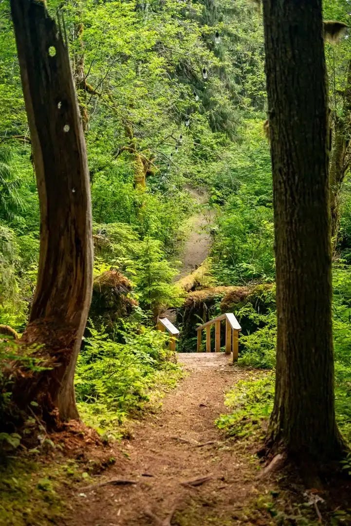 A forest trail leading to a wooden bridge with lush greenery.