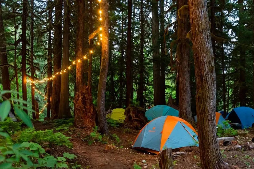 Tents with fairy lights in a forest campground at dusk.