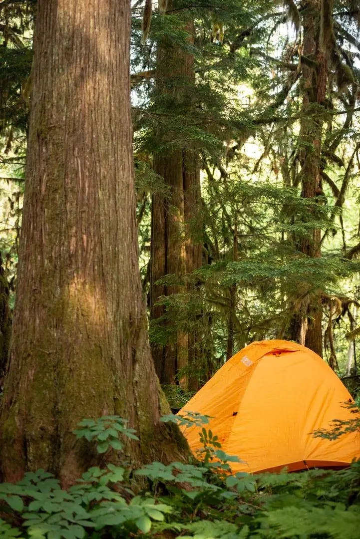 Camping at Valhalla with tents, campers, vehicles, and cabins in an old growth forest setting.